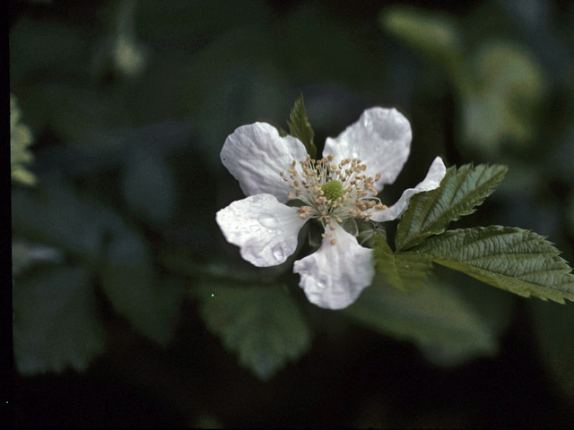 Rubus argutus (Sawtooth blackberry) #25413