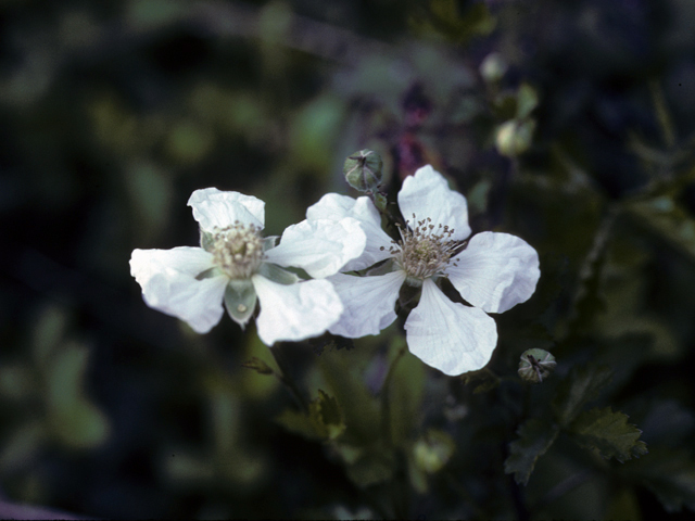 Rubus riograndis (Rio grande dewberry) #25416