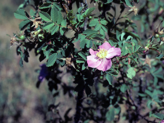 Rosa woodsii (Woods' rose) #25420