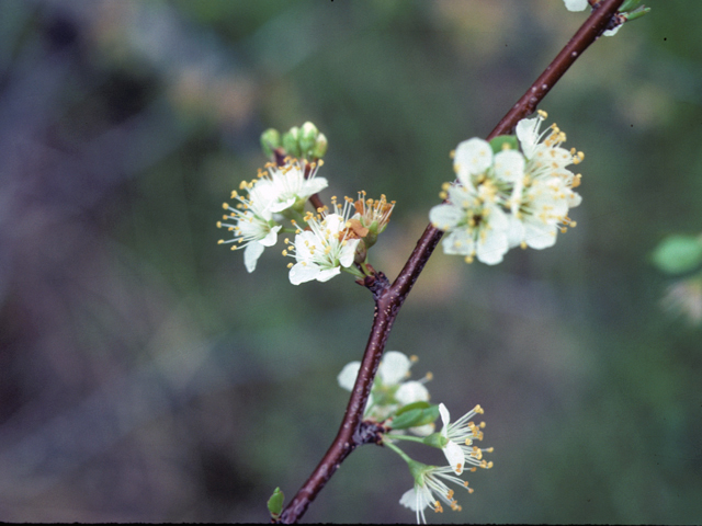 Prunus angustifolia (Chickasaw plum) #25423