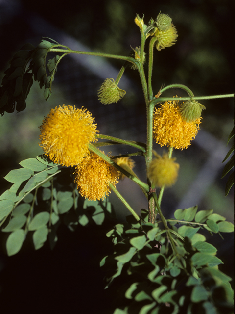 Leucaena retusa (Goldenball leadtree) #25433