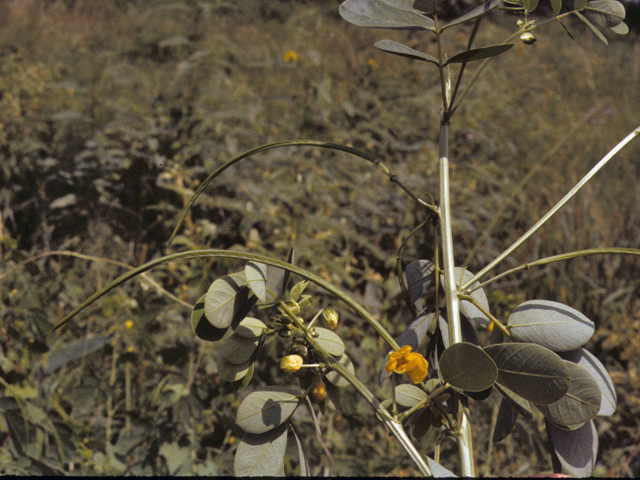 Senna obtusifolia (Java-bean) #25444