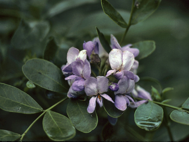 Sophora secundiflora (Texas mountain laurel) #25451