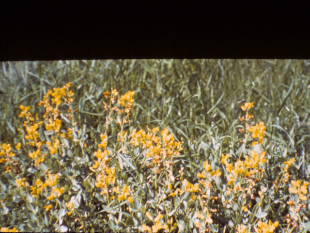 Baptisia sphaerocarpa (Yellow wild indigo) #25453