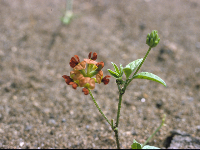 Pediomelum rhombifolium (Gulf indian breadroot) #25469