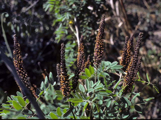 Amorpha fruticosa (Indigo bush) #25471