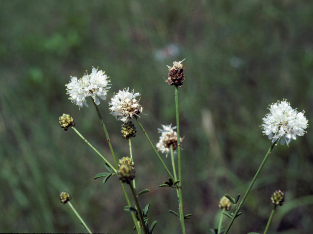 Dalea multiflora (Roundhead prairie clover) #25478