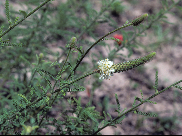 Dalea phleoides var. microphylla (Slimspike prairie clover) #25480