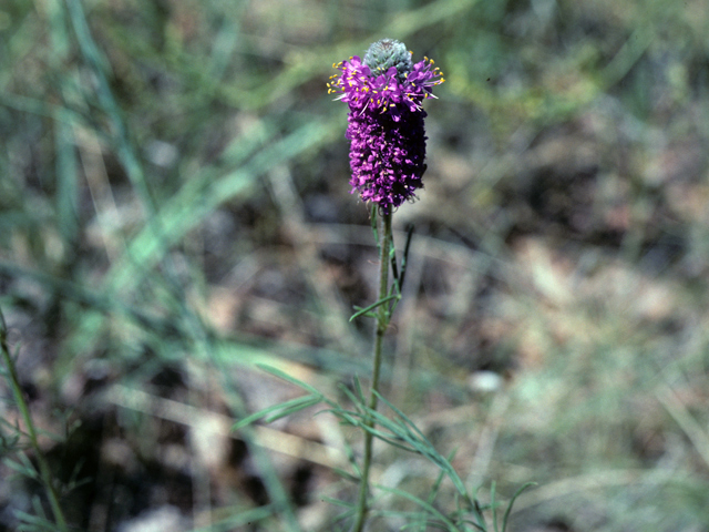 Dalea purpurea (Purple prairie clover) #25481