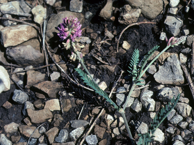 Astragalus mollissimus (Woolly locoweed) #25489