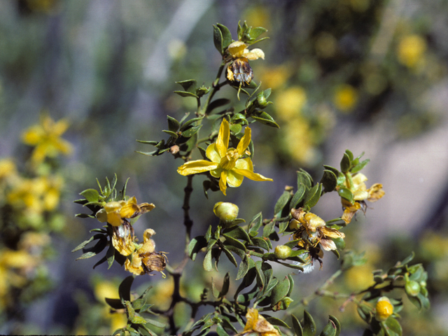 Larrea tridentata (Creosote bush) #25529