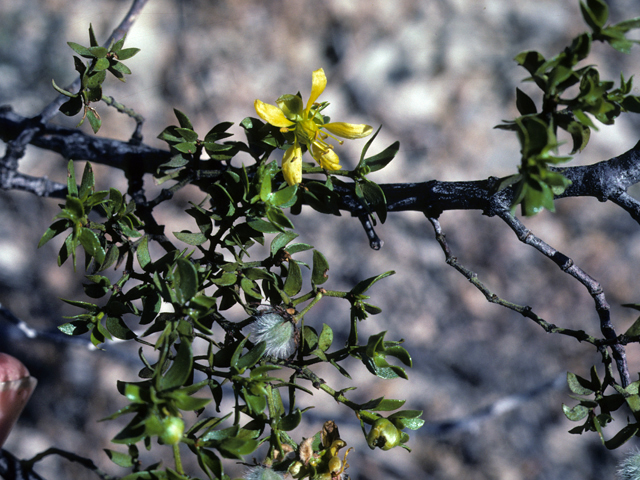 Larrea tridentata (Creosote bush) #25540