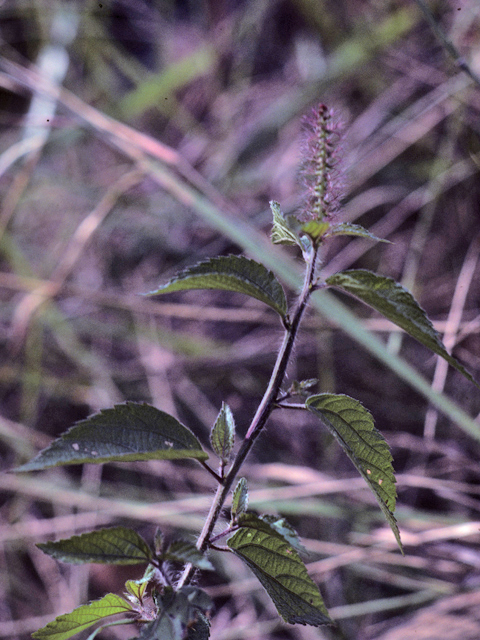 Acalypha ostryifolia (Pineland threeseed mercury) #25546