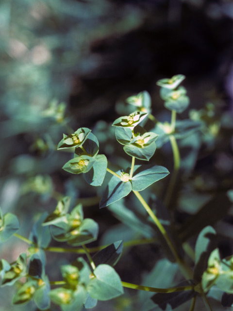 Euphorbia roemeriana (Roemer's spurge) #25556