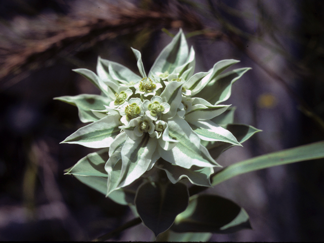 Euphorbia marginata (Snow on the mountain) #25558