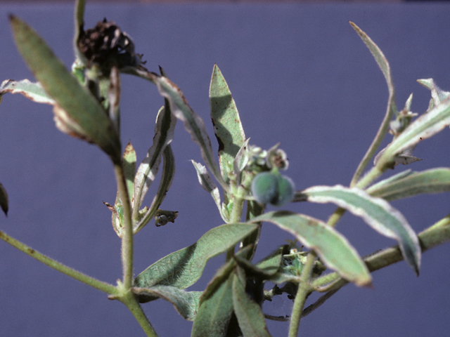 Euphorbia bicolor (Snow on the prairie) #25559