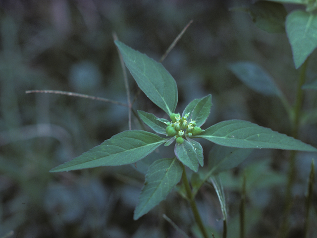 Euphorbia dentata (Toothed spurge) #25560