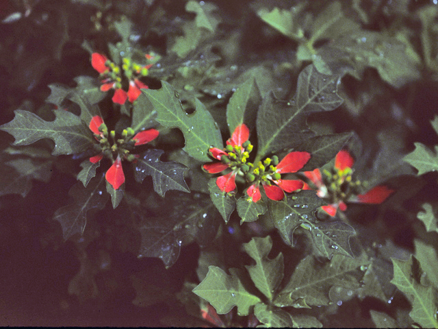 Euphorbia cyathophora (Wild poinsettia) #25565