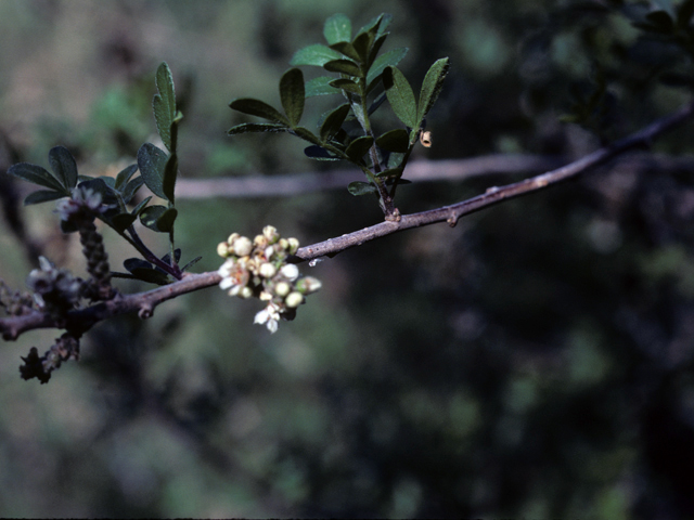 Rhus microphylla (Littleleaf sumac) #25569