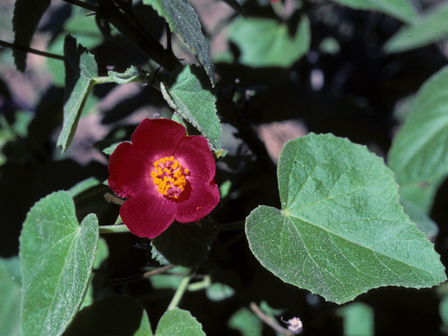 Hibiscus martianus (Heartleaf rosemallow) #25581