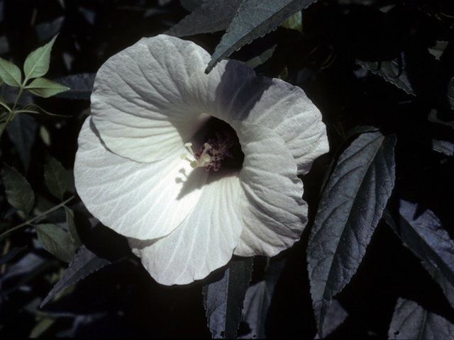 Hibiscus laevis (Halberdleaf rosemallow) #25582
