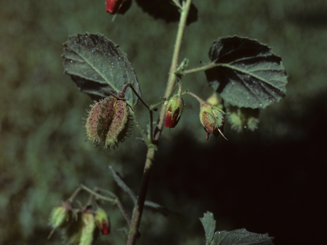 Hermannia texana (Texas burstwort) #25613