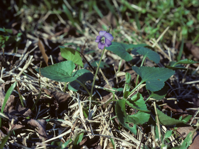 Viola missouriensis (Missouri violet) #25628