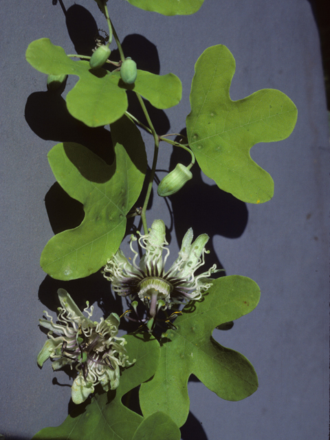 Passiflora affinis (Bracted passionflower) #25630