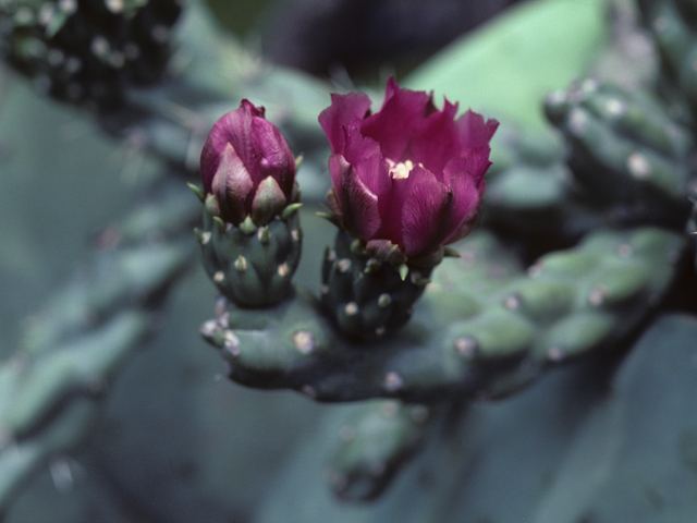Cylindropuntia imbricata var. imbricata (Cane cactus) #25642