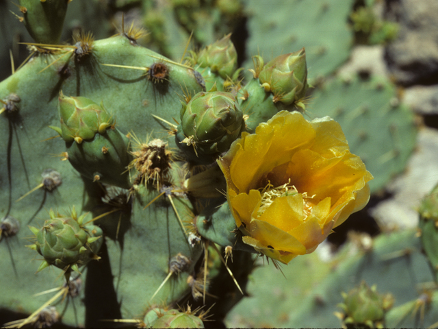 Opuntia engelmannii var. engelmannii (Cactus apple) #25650