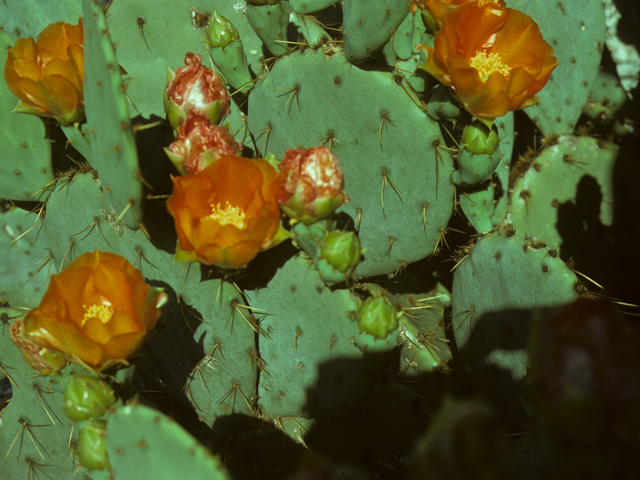Opuntia engelmannii var. engelmannii (Cactus apple) #25653
