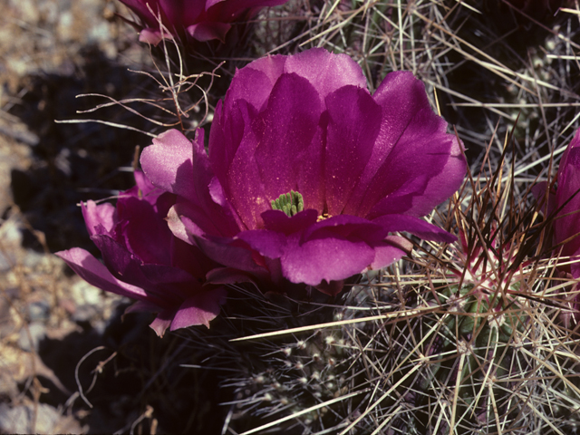 Echinocereus stramineus (Strawberry hedgehog cactus) #25659