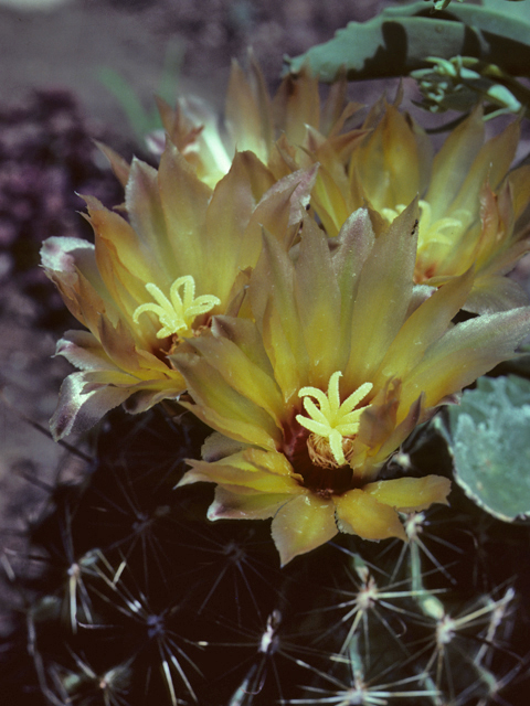 Thelocactus setispinus (Miniature barrel cactus) #25663