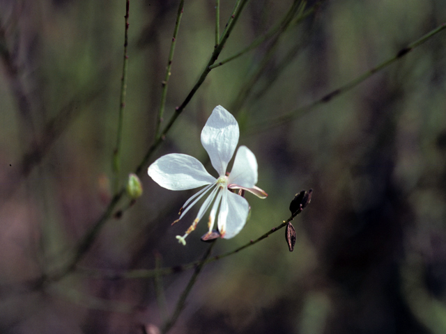Oenothera lindheimeri (White gaura) #25677