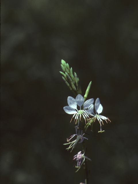 Oenothera xerogaura (Drummond's beeblossom) #25679