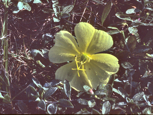 Oenothera macrocarpa (Bigfruit evening-primrose) #25681