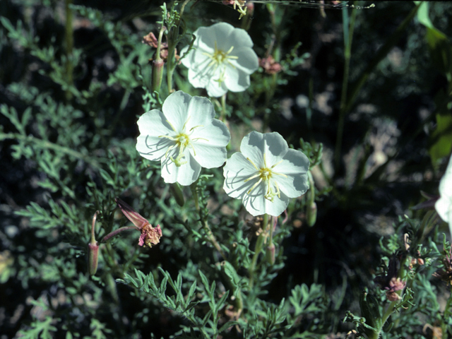 Oenothera albicaulis (Whitest evening-primrose) #25685
