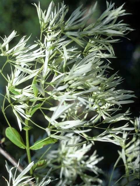 Chionanthus virginicus (White fringetree) #25717