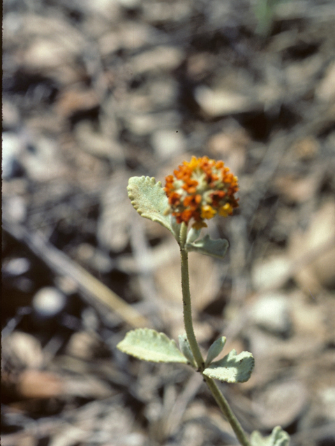 Buddleja marrubiifolia (Woolly butterflybush) #25721