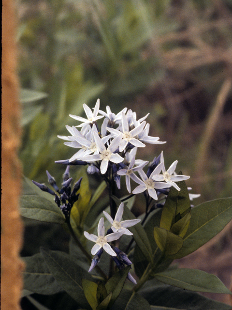 Amsonia ciliata (Fringed bluestar) #25729