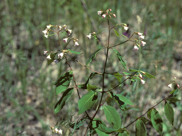 Apocynum androsaemifolium (Spreading dogbane) #25730