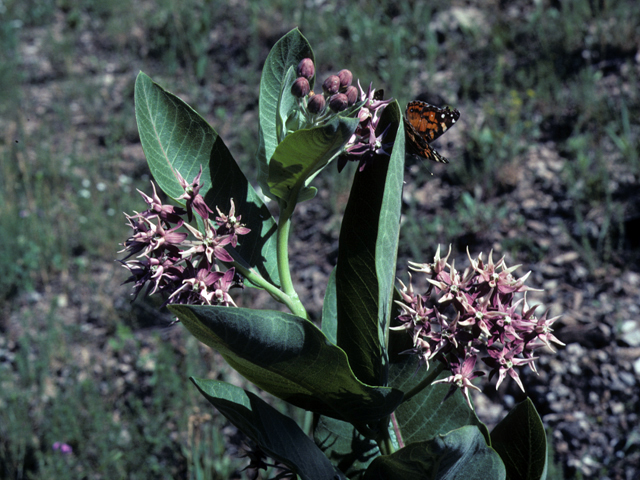 Asclepias speciosa (Showy milkweed) #25733
