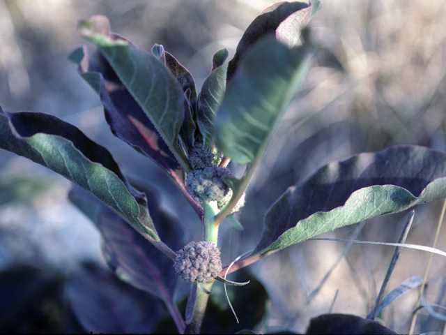 Asclepias oenotheroides (Zizotes milkweed) #25734