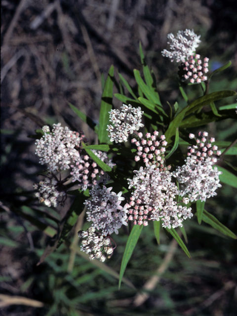 Asclepias perennis (White swamp milkweed) #25738