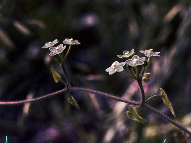 Matelea reticulata (Pearl milkweed vine) #25745