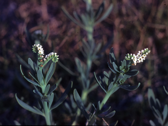 Heliotropium curassavicum (Salt heliotrope) #25789
