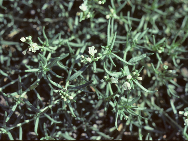 Heliotropium greggii (Fragrant heliotrope) #25790