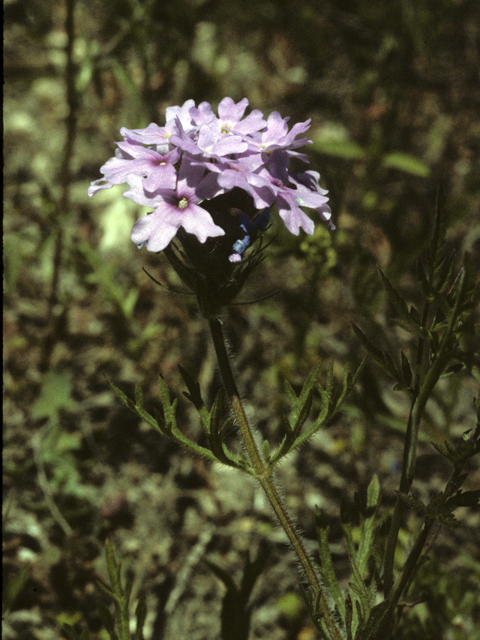 Glandularia gooddingii (Southwestern mock vervain) #25810