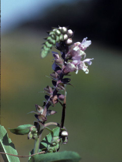 Brazoria truncata (Rattlesnake flower) #25830