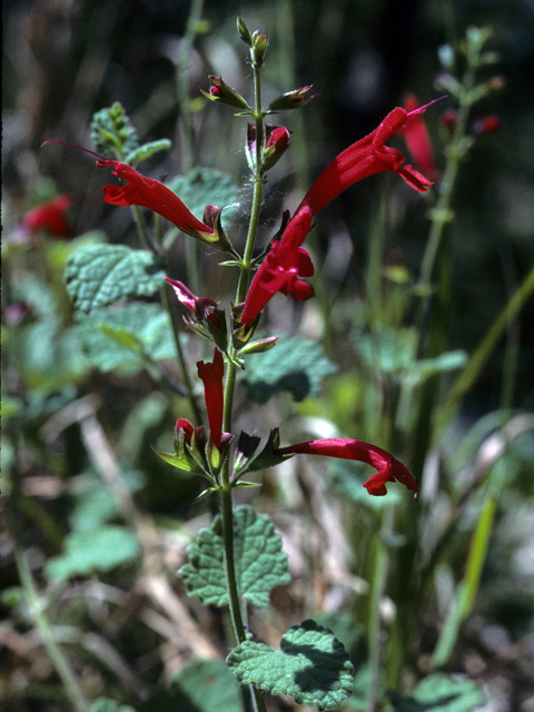 Salvia roemeriana (Cedar sage) #25839